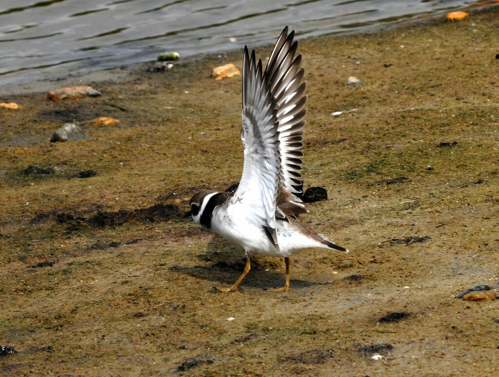 Common Ringed Plover