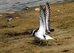 Common Ringed Plover