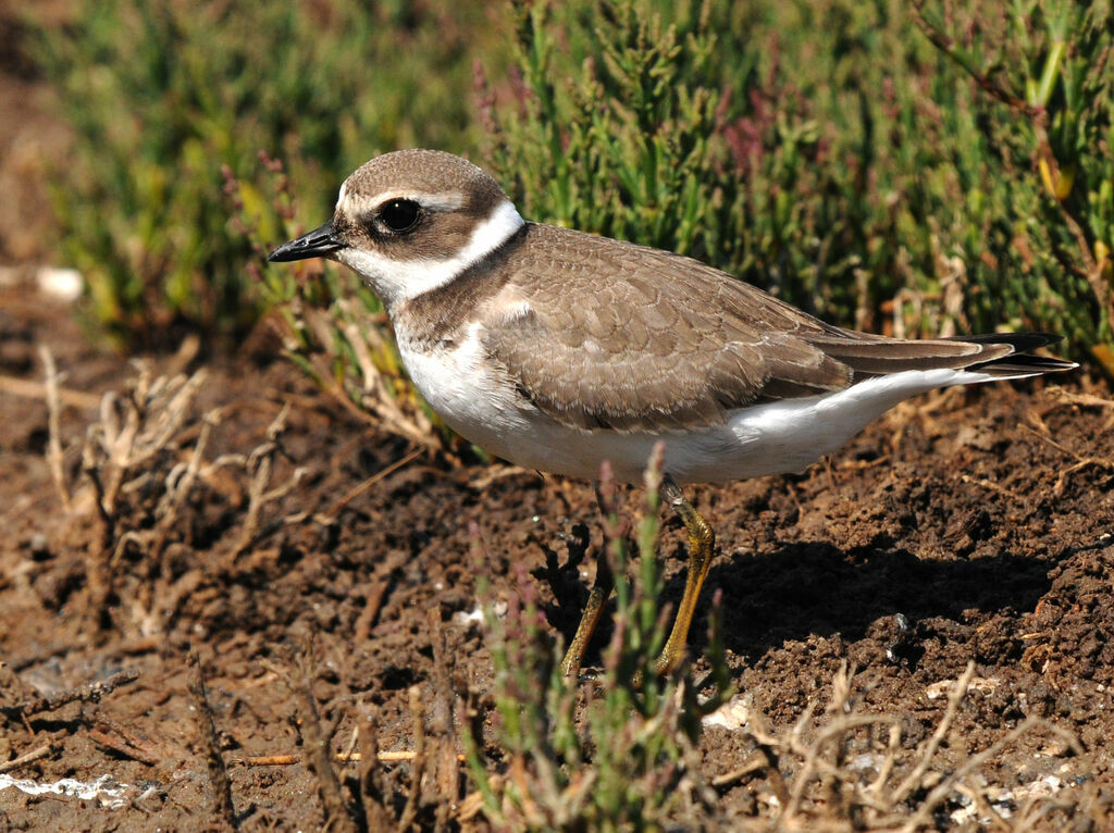 Common Ringed Plover