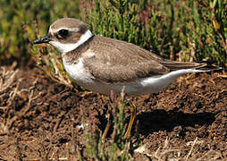 Common Ringed Plover