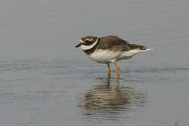 Common Ringed Plover