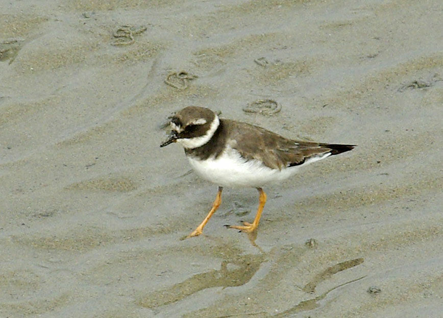 Common Ringed Plover