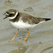 Common Ringed Plover