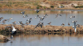 Common Ringed Plover