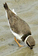 Common Ringed Plover