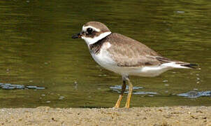 Common Ringed Plover