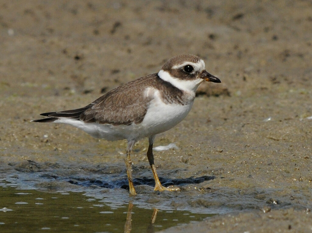 Common Ringed Plover