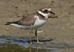 Common Ringed Plover