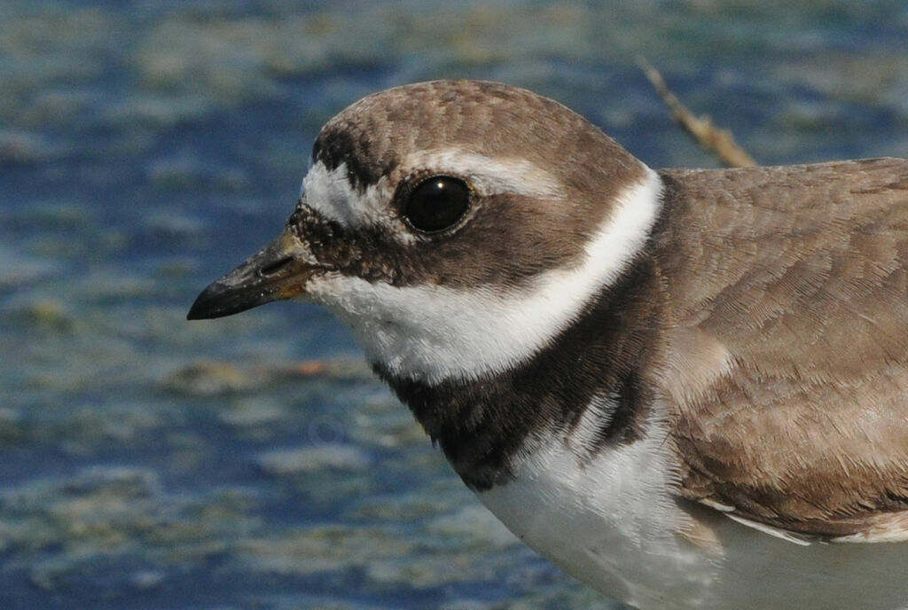 Common Ringed Plover