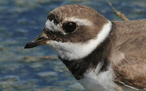 Common Ringed Plover