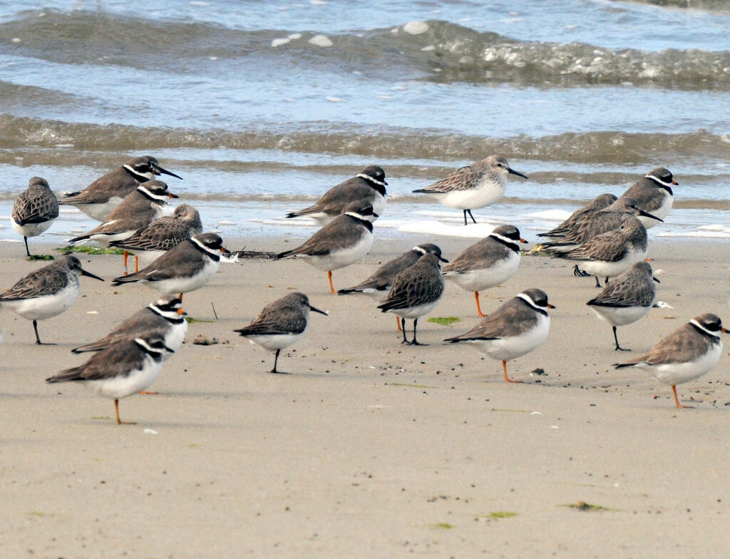 Common Ringed Plover