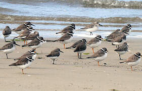 Common Ringed Plover