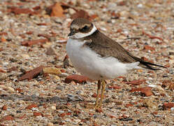 Common Ringed Plover