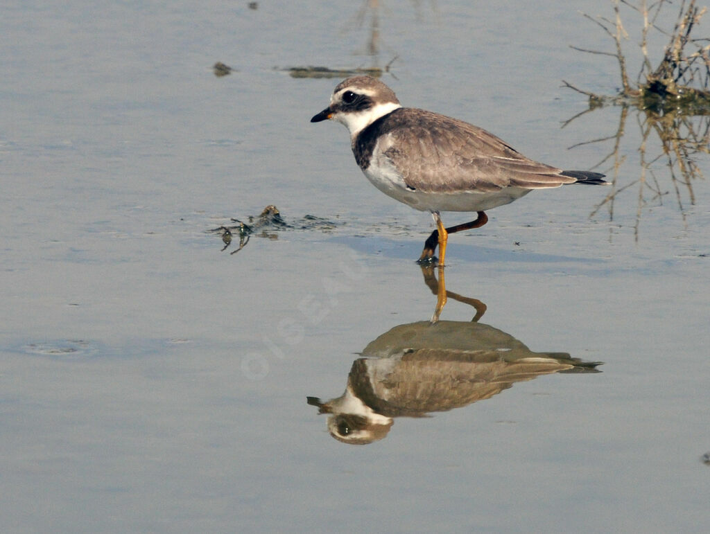 Common Ringed Plover