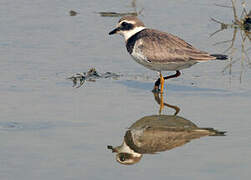 Common Ringed Plover