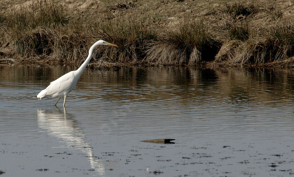 Great Egret