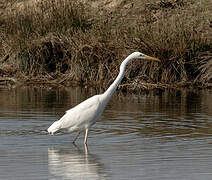 Grande Aigrette