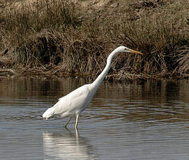 Grande Aigrette