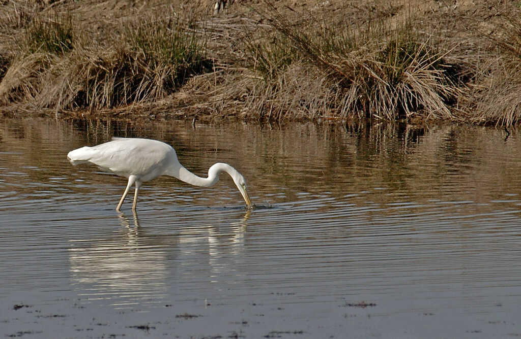 Grande Aigrette