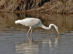 Grande Aigrette