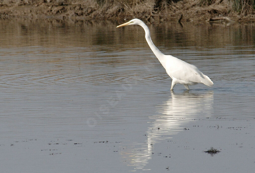 Grande Aigrette