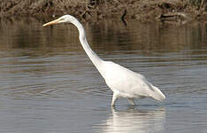 Grande Aigrette