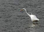 Grande Aigrette