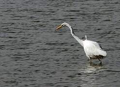 Grande Aigrette