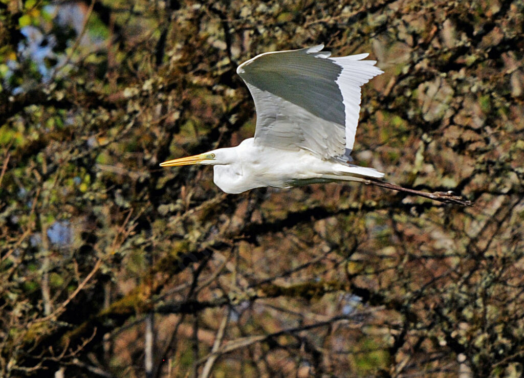 Grande Aigrette