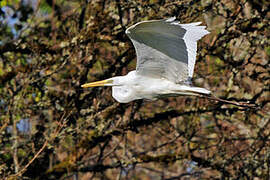 Grande Aigrette