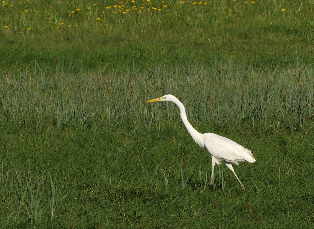 Great Egret