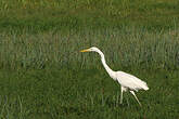 Grande Aigrette