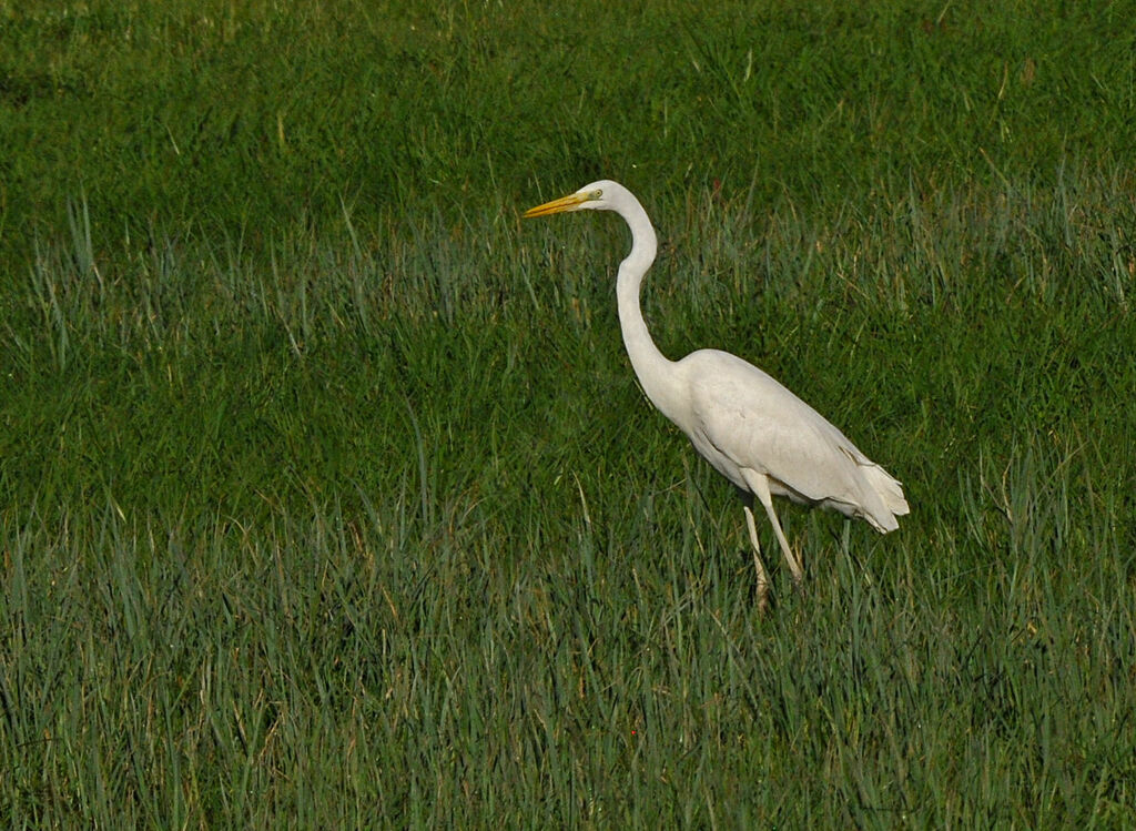 Grande Aigrette