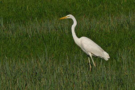 Grande Aigrette