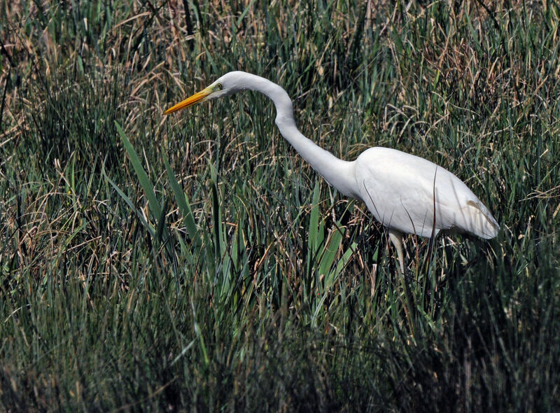 Great Egret, walking, eats