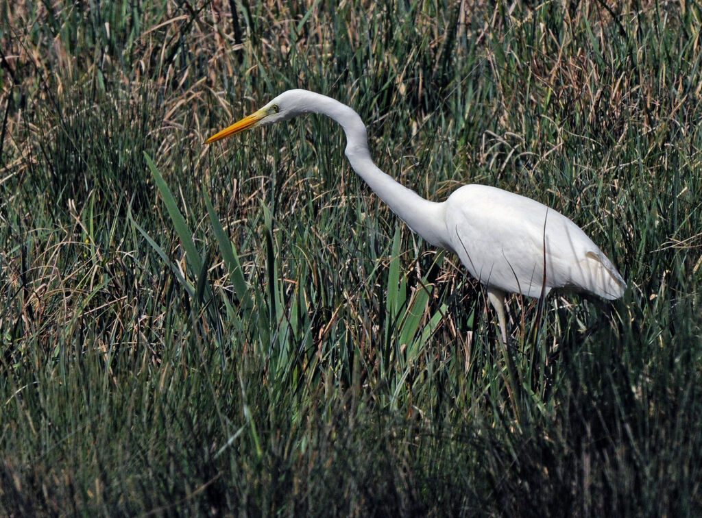 Great Egret, walking, eats