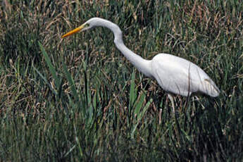 Grande Aigrette