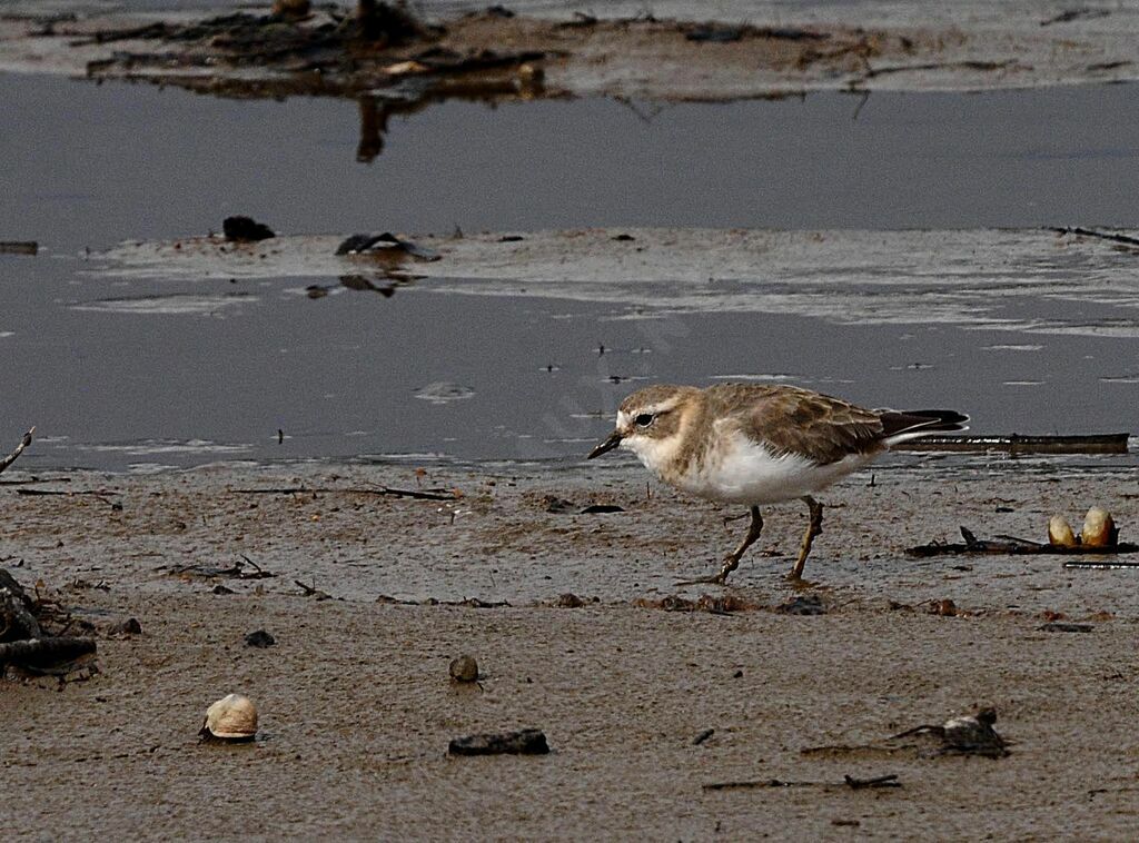 Double-banded Plover