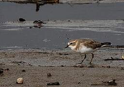 Double-banded Plover