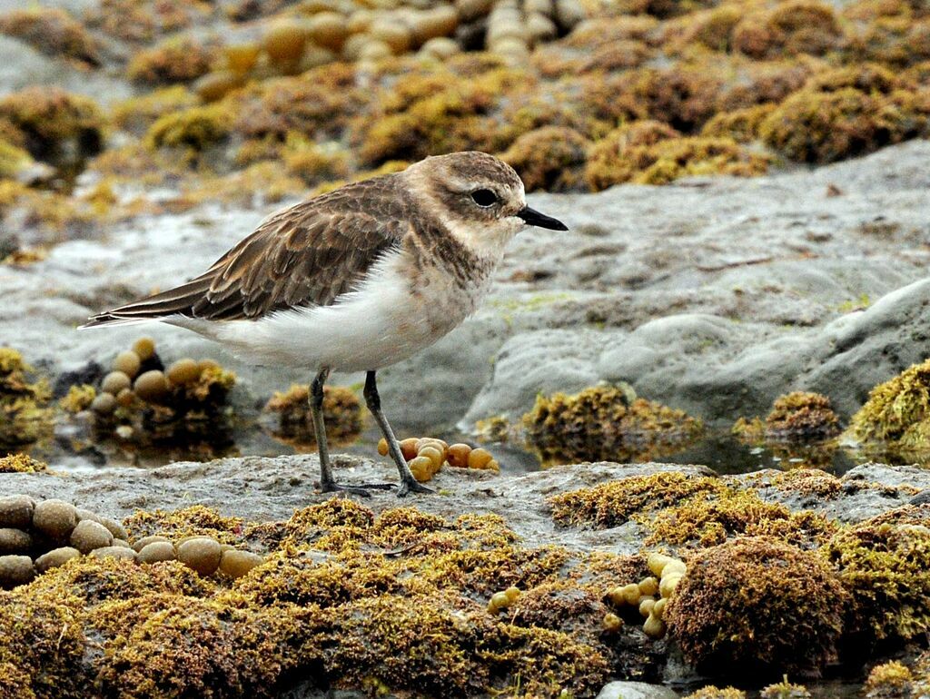 Double-banded Plover