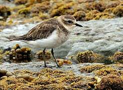 Double-banded Plover