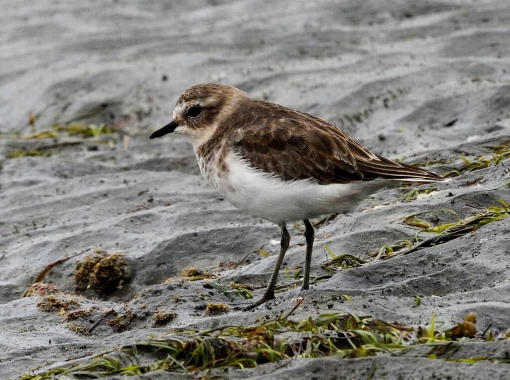 Double-banded Plover