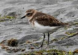 Double-banded Plover