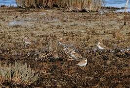 Double-banded Plover