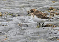 Double-banded Plover