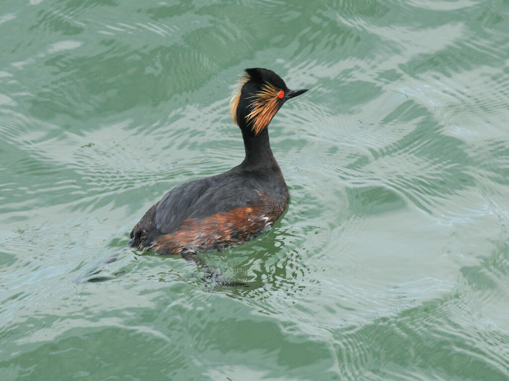 Black-necked Grebeadult