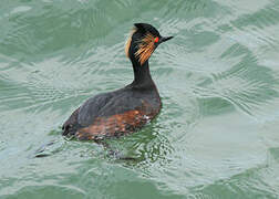 Black-necked Grebe