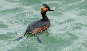 Black-necked Grebe