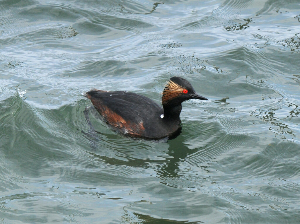 Black-necked Grebe