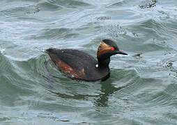 Black-necked Grebe